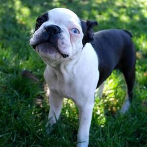 Meet your Posher, Charis